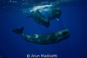 three amigos, adolescents at play. by Arun Madisetti 
